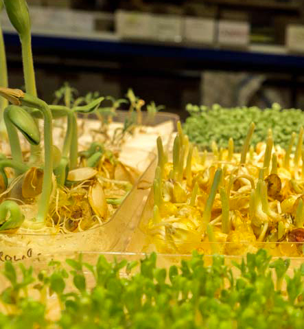 Tests de germination chez Kokopelli