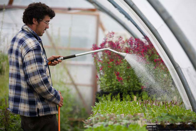 Arrosage de jeunes plants sous serre, chez Greg, producteur de semences en Dordogne
