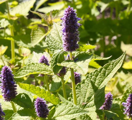 production agastache