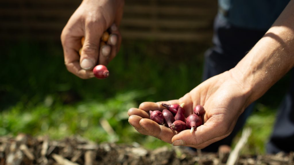 R Ussir La Culture Des Oignons Dans Votre Jardin