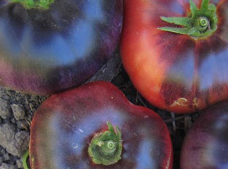 Tomate indigo Blue Beauty