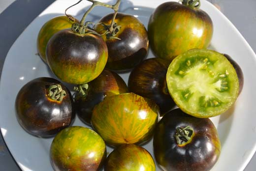 Tomate indigo Blue Green Zebra