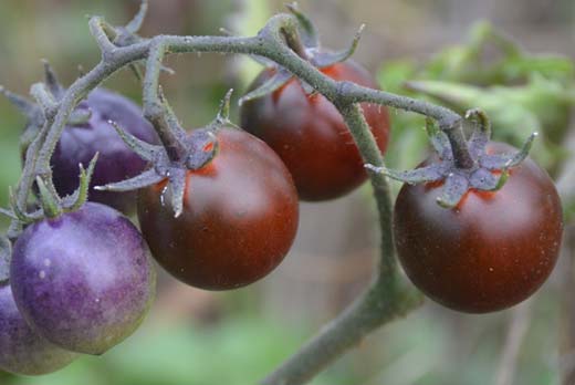 Tomate indigo Blue Berries