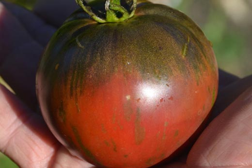 Tomate indigo Russian Cossack