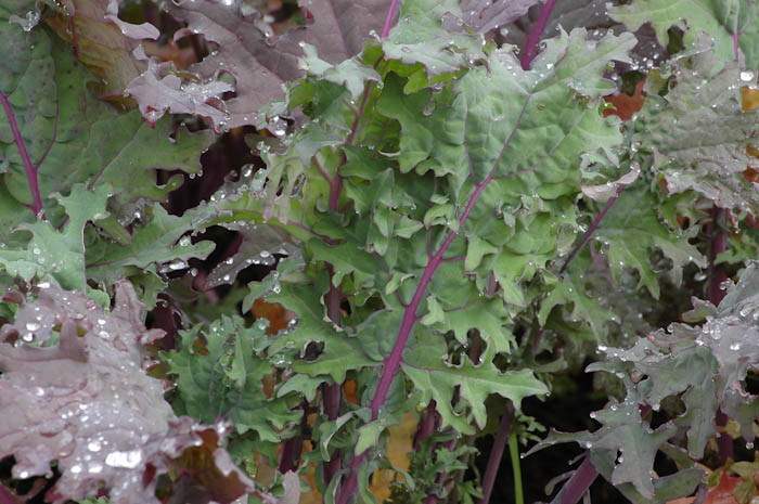 Chou frisé/kale sibérien Winter Red