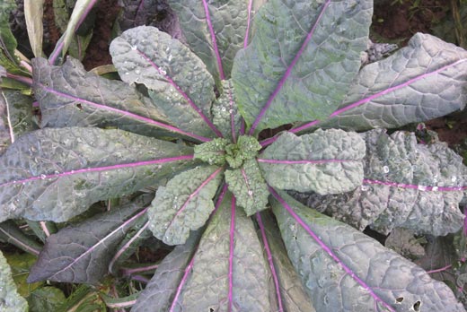 Chou frisé kale Dazzling Blue