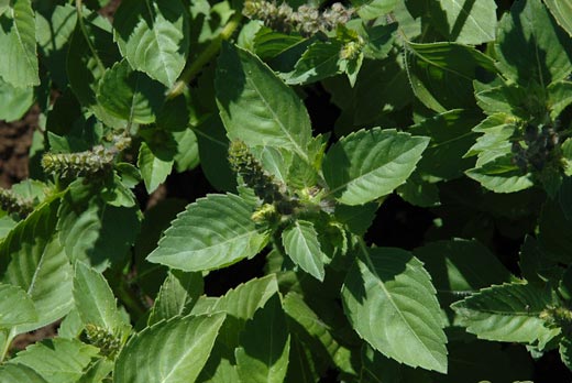 Basilic Tulsi Rama