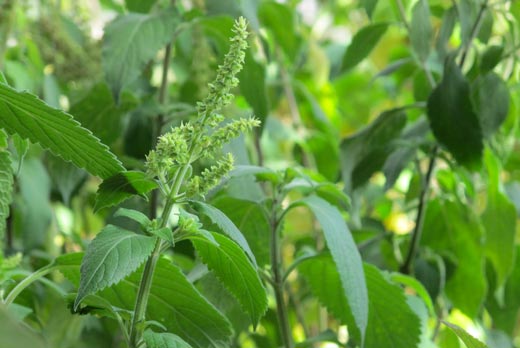 Basilic tulsi Vana