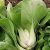Pak Choi Nain
