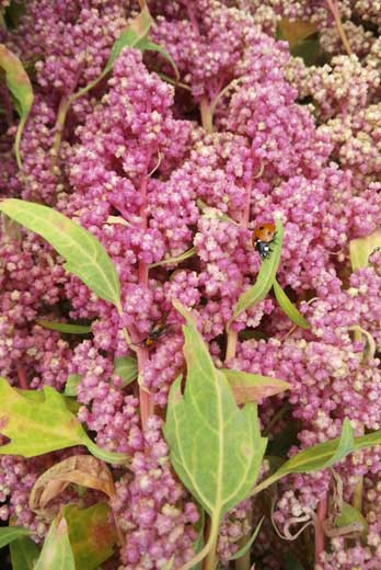 Quinoa biobio