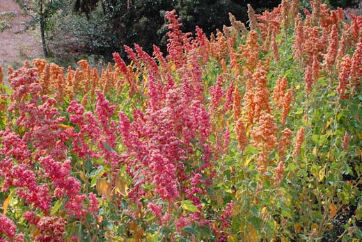 Quinoa Brightest-Brilliant Rainbow