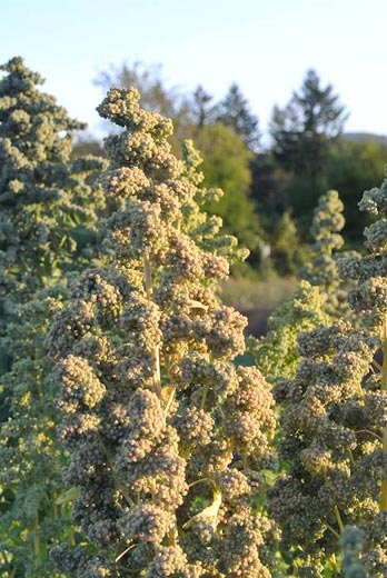 Quinoa Chadmo