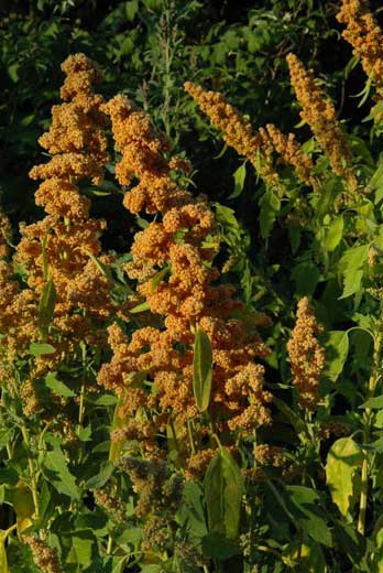 Quinoa French Vanilla