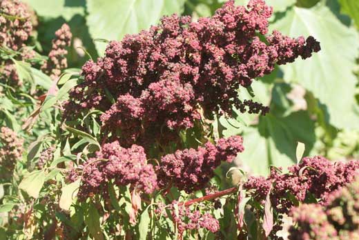 Quinoa Kcoito