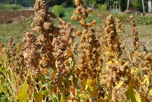 Quinoa Linares