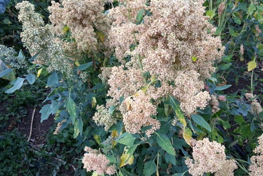 Quinoa Mint Vanilla
