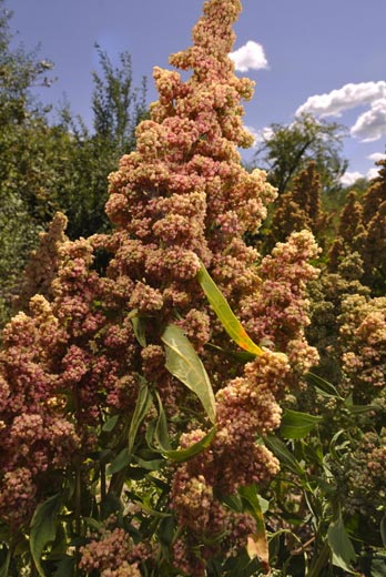 Quinoa Red Faro