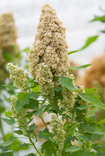 Quinoa Tumeco