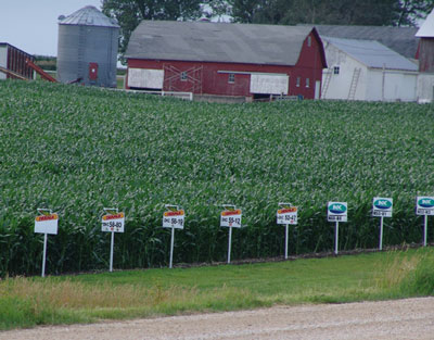 Culture de maïs dans l’Iowa aux US
