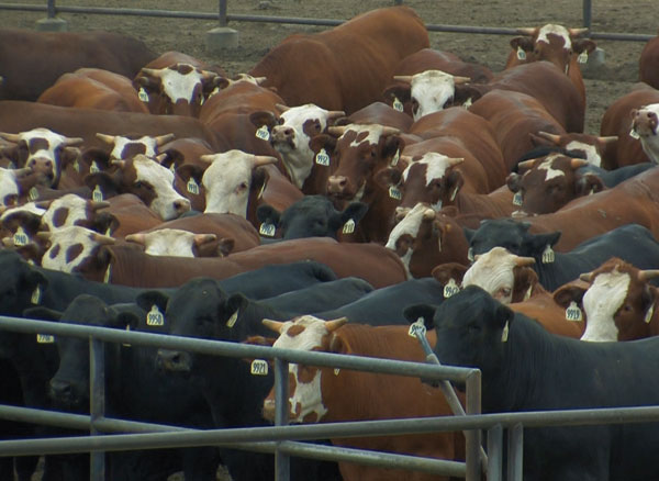 Camp de concentration dans le Colorado accueillant des dizaines de milliers de vaches.