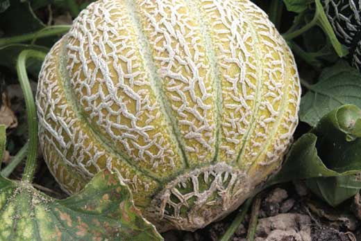 Melon Jenny Lind