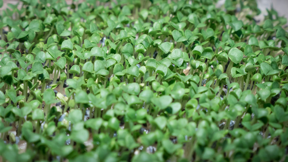 Comment évaluer la qualité germinative ?