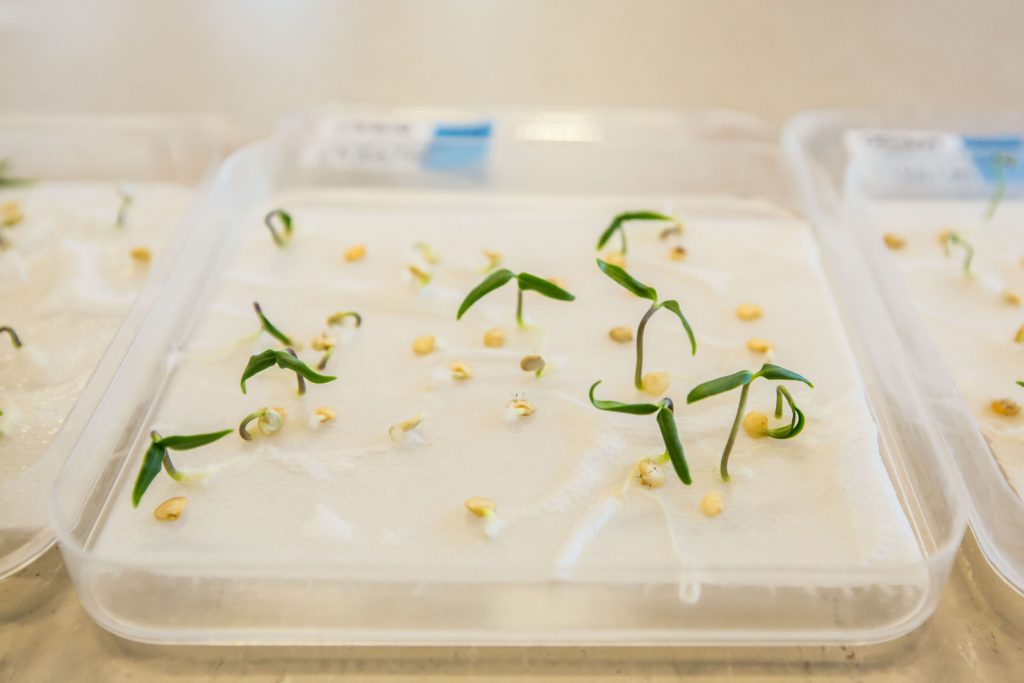 test-germination2