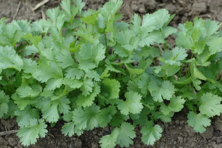 Feuilles de Coriandrum Sativum