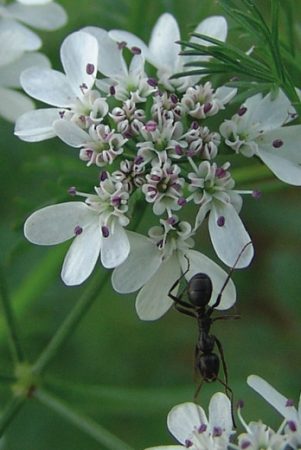 Fleur de Coriandrum Sativum
