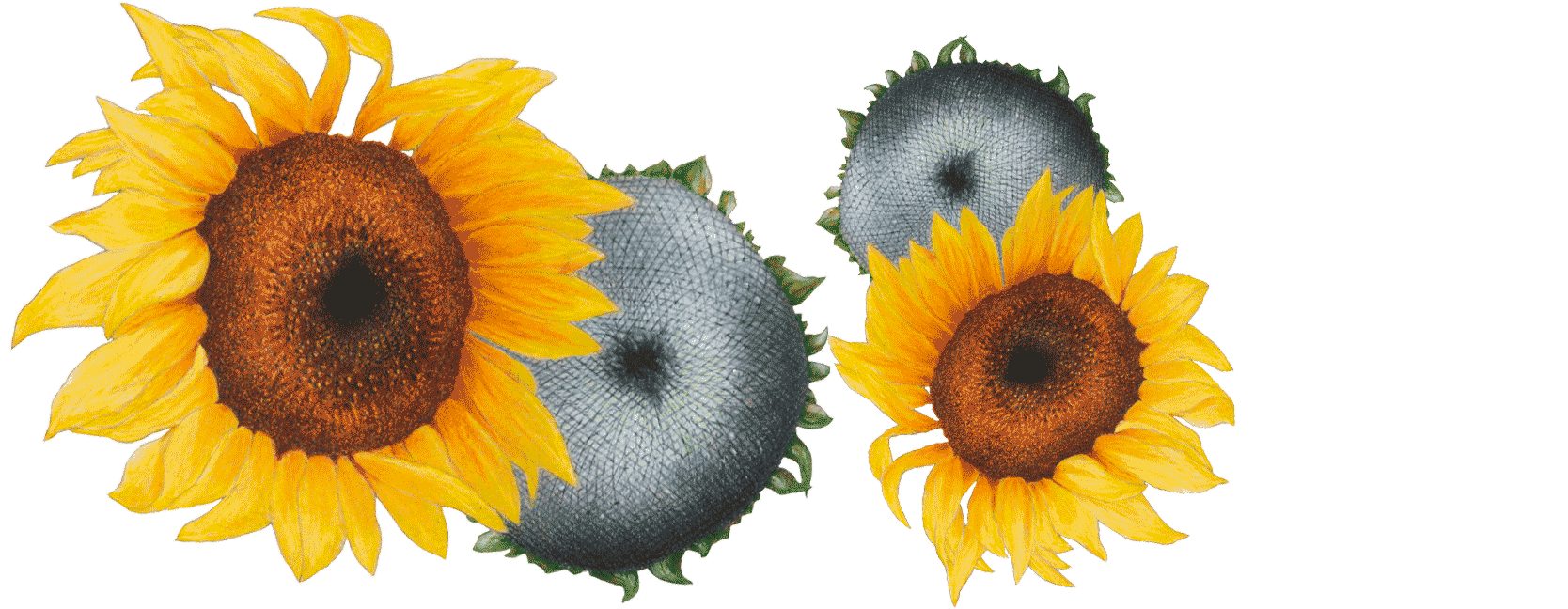 illustration-tournesol Illustration de Tournesol