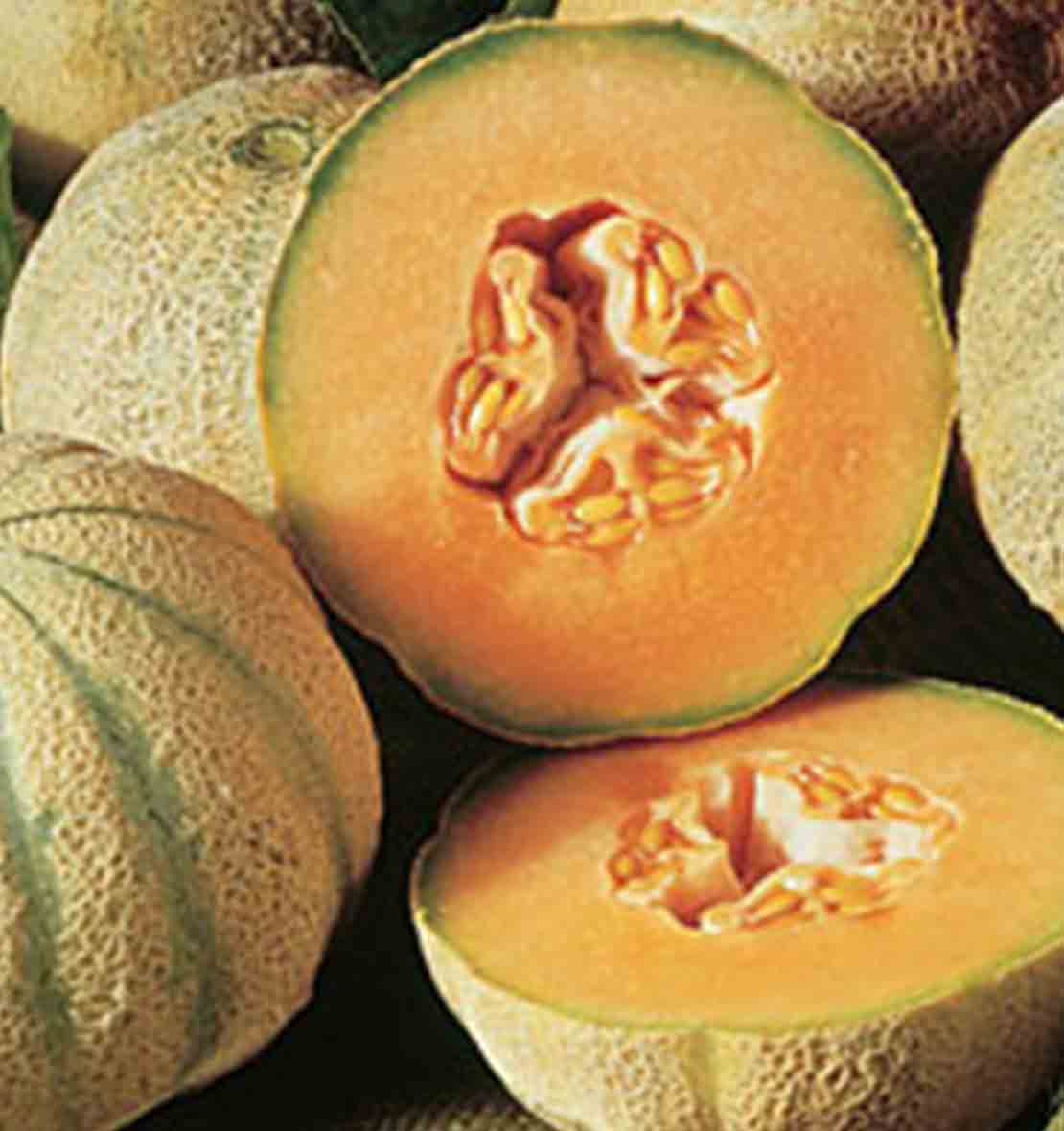 Melon Cantaloup Charentais