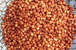 Sorgho "Nerum Boer"