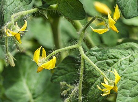 La fleur de Tomate est Auto-Féconde, mais peut également être pollinisée par les insectes