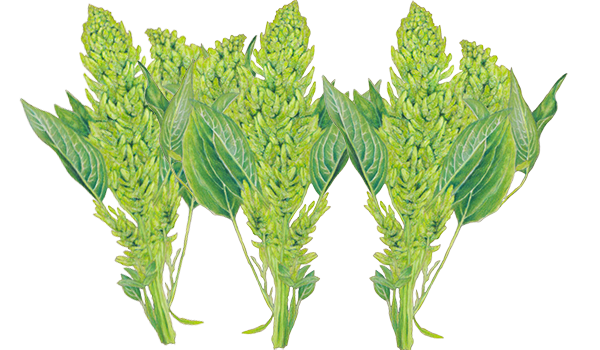 amaranthe à grains aurelia verde