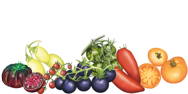 tomates