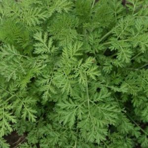 Artemisia annua