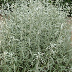 Artemisia ludoviciana