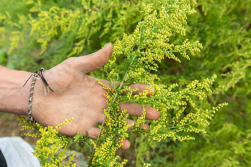 Floraison de l'Artemisia annua