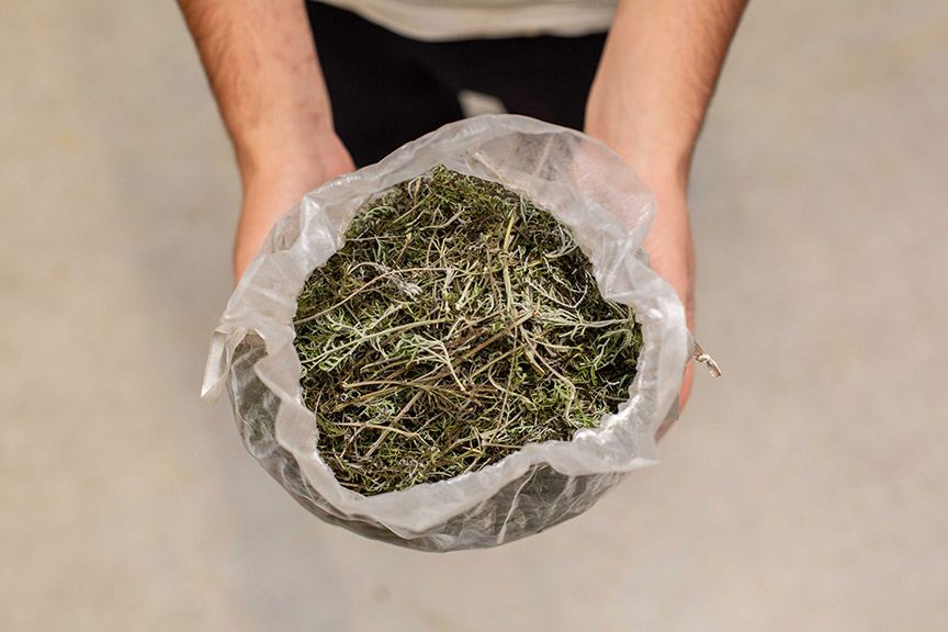 Plante sèche d'Artemisia annua pour infusion