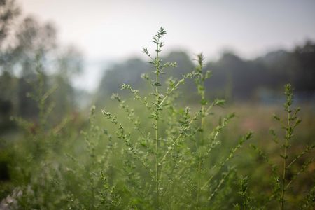 L'Artemisia, une plante médicinale très puissante
