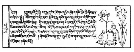 Ludo Dordje dans Traité Medical Tibétain