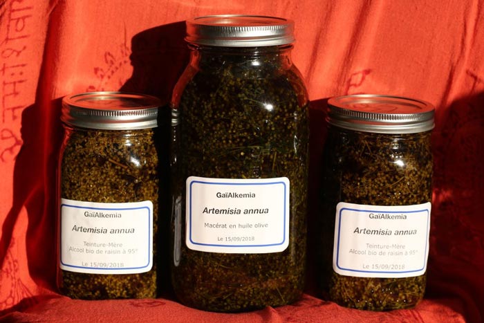 Macérâts huileux eT alcooliques d'Artemisia annua