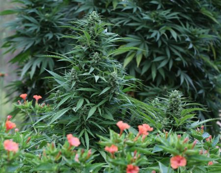 Mirabilis jalapa en synergie médicinale avec Cannabis sativa dans le jardin de l’auteur. Xochi