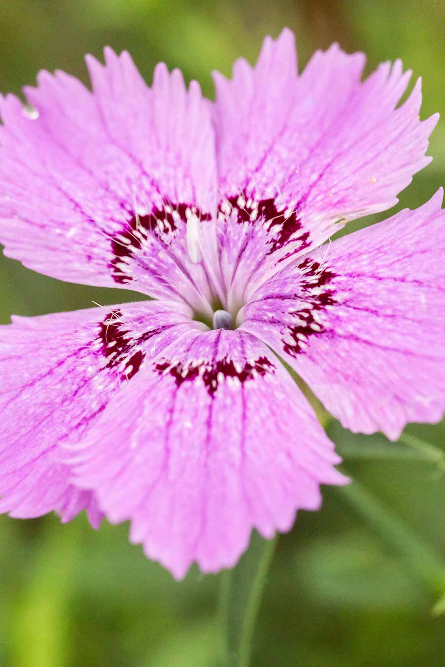 Les Oeillets, et autres Dianthus, dans la Pharmacopée et dans la ...