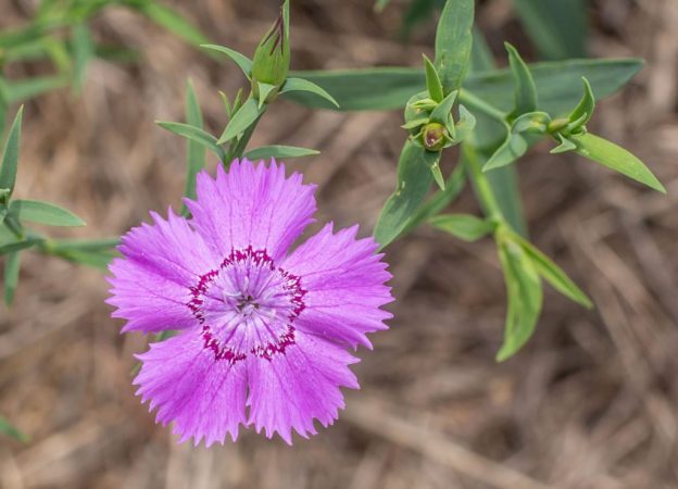 Fleurs Oeillets Siberian Blues