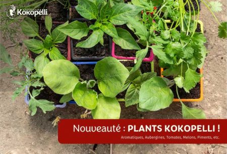 Nouveauté Plants Kokopelli produits en Ariège