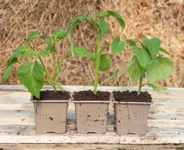 Plants-Kokopelli-de-tomates