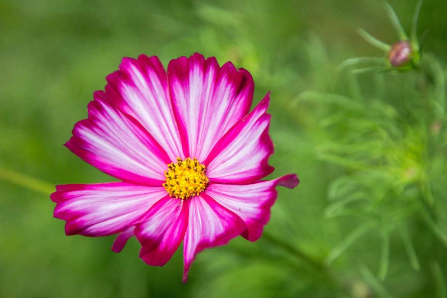 Les Cosmos des espèces extrêmement médicinales calomniées comme invasives