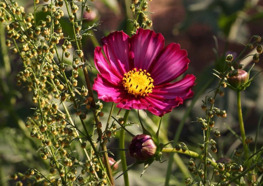 Les Cosmos des espèces extrêmement médicinales calomniées comme invasives