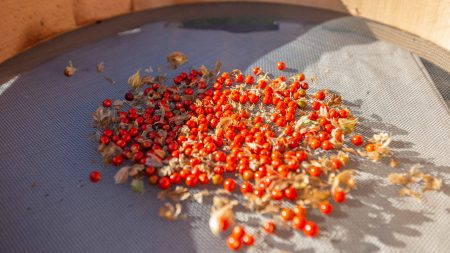 Ashwagandha-baies